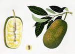 The Anglo-Indian Botanicals Print 4235 by Ornis Gallery features a botanical illustration of whole jackfruit, cross-section with seeds and flesh, plus a single seed. Available on archival paper with optional dark walnut frame.