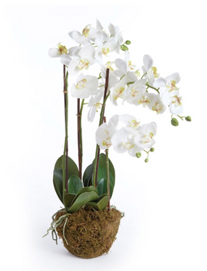 The Napa Home & Garden Faux Phalaenopsis White Orchid Drop-In, 30", features multiple stems with lush green leaves and delicate white flowers in a moss-covered base, displayed against a plain white background.