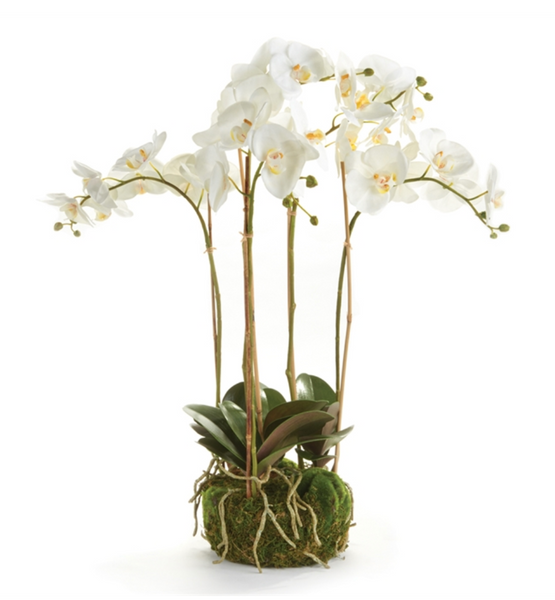 Realistic Faux Phalaenopsis White Orchid Bowl Drop-In, 25” with green leaves and exposed roots against a white background by Napa Home & Garden.