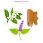 Illustration of the Atlas Majorelle Candle's scent components: rich leather, vibrant orange blossom, and earthy patchouli, with the brand "Baobab" elegantly displayed at the bottom.