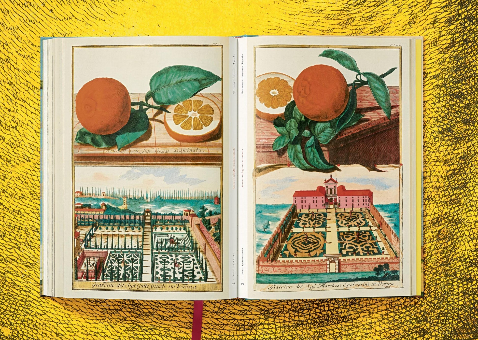 An open book, "The Book of Citrus" by Taschen, reveals intricate copper plates with citrus fruit illustrations and garden designs on a textured yellow background, evoking classic Italian villas.