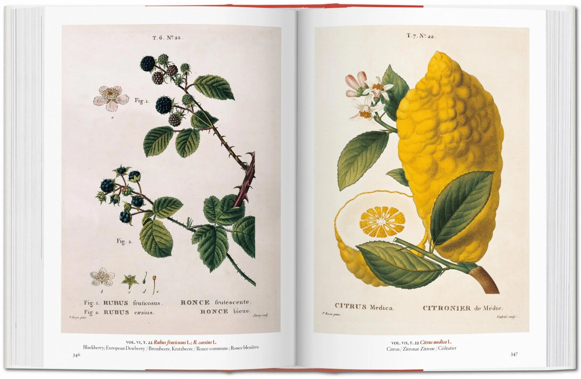 Open to a page from "A Garden Eden" by Taschen: the left shows blackberry plants, the right depicts a large yellow Citrus medica. A must-have for botanical art lovers and Taschen collectors.