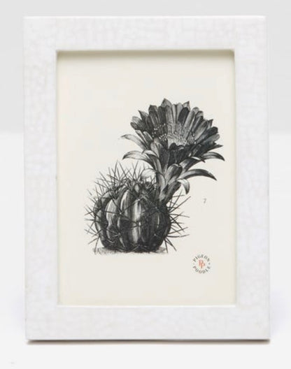 Black-and-white illustration of a flowering cactus, framed in a textured white frame from the Pigeon and Poodle Westport Frame Collection. The frame, featuring a cracked eggshell finish and a small emblem in the bottom right corner, adds an elegant touch.