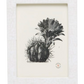 A black and white botanical illustration of a blooming cactus, elegantly framed from the Pigeon & Poodle Westport Frame Collection, featuring delicate lacquering on the frame.