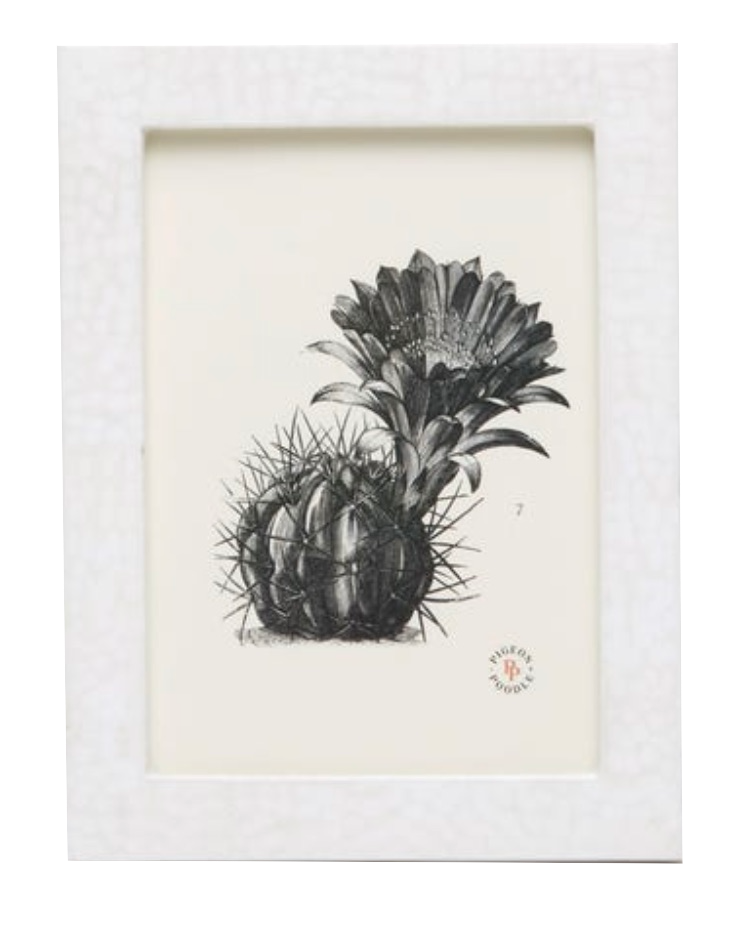 A black and white botanical illustration of a blooming cactus, elegantly framed from the Pigeon & Poodle Westport Frame Collection, featuring delicate lacquering on the frame.