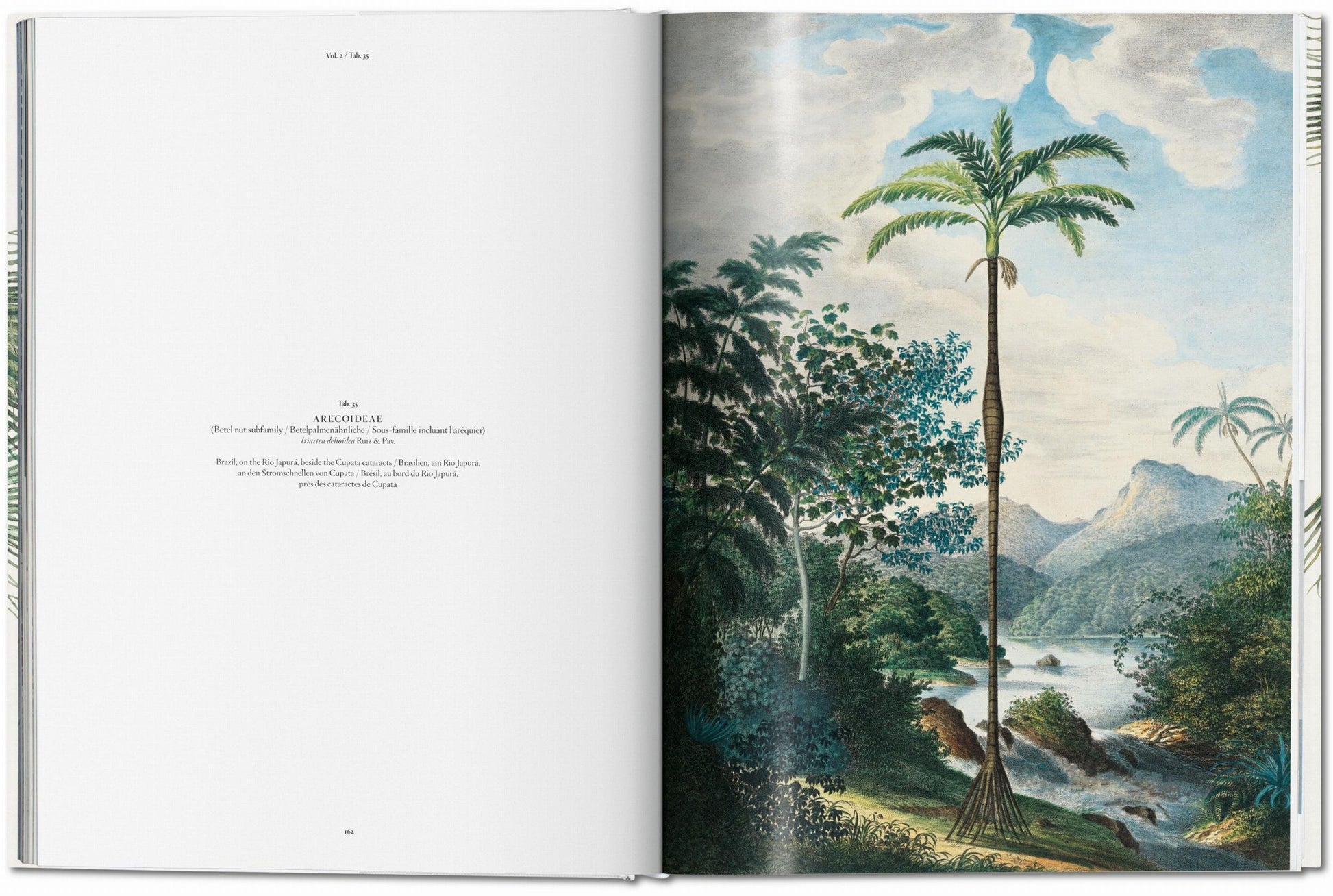An open book displaying a colorful illustration of a 19th-century botany exploration in the Amazonian journey on the right page and text on palm trees classification on the left page, The Book of Palms by Taschen.