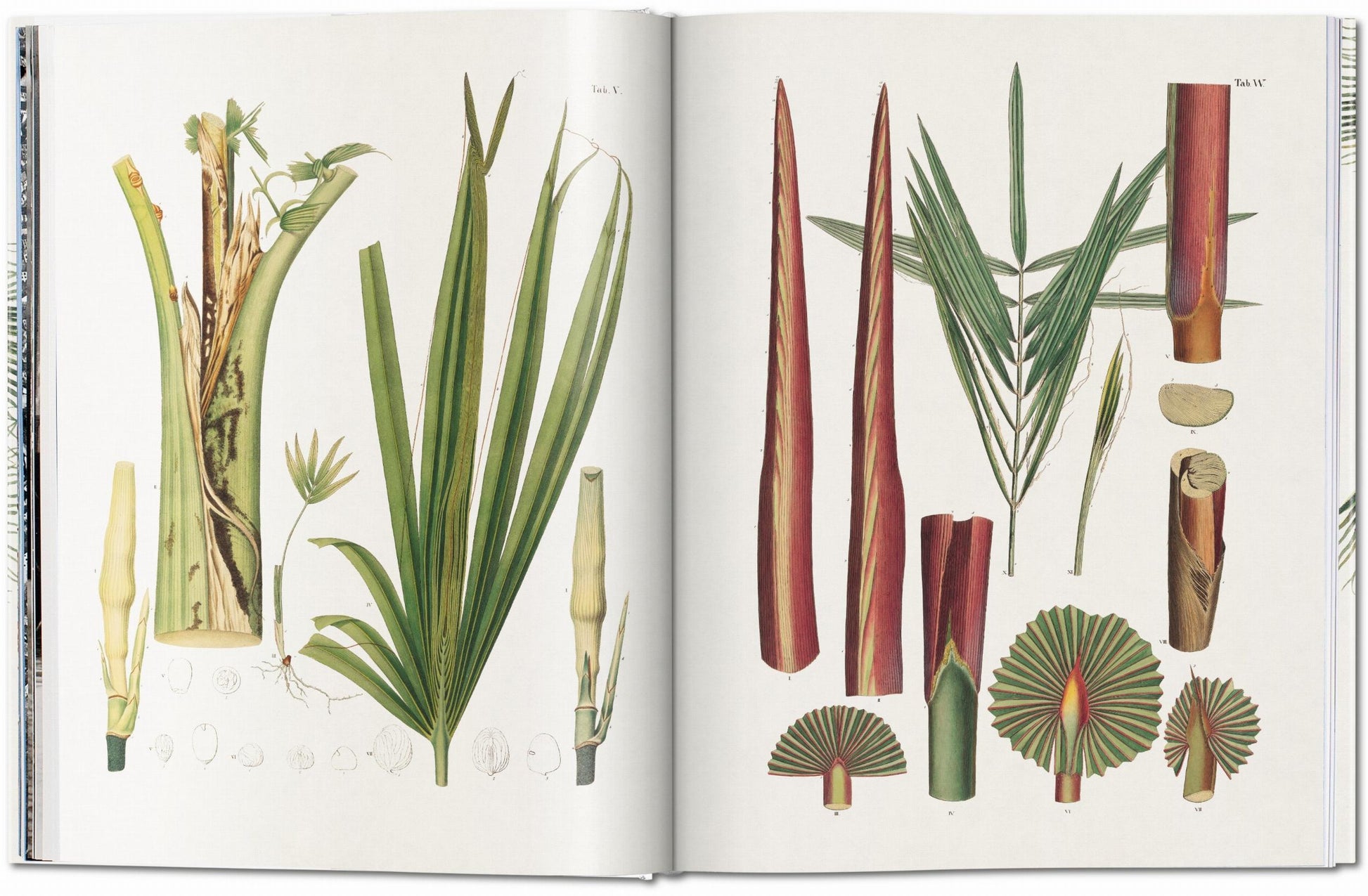Botanical illustration depicting various parts of palm plants, inspired by 19th-century botany found in The Book of Palms by Taschen.