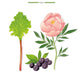 Illustration featuring a rhubarb leaf, a bunch of acai berries, and a peony flower alongside the words "Stones Agate Rhubarb - Acai Berry - Peony Green" and "Baobab Collection" below. Discover the essence of Minas Gerais with our Baobab Stones Agate Candle, capturing the fragrance of acai berry and more.
