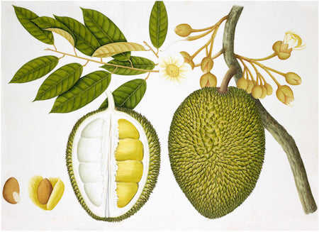 Anglo Indian Botanical 4230 by Ornis Gallery features a detailed jackfruit with whole fruit, cross-section, leaves, flowers, and seeds—ideal for display in Larson-Juhl frames or printing on archival paper.