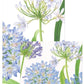 The Agapanthus Garden Collection by Caspari features eco-friendly, triple-ply napkins adorned with light purple and blue agapanthus flowers with green stems and leaves on a white background.