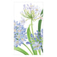 Illustration of Agapanthus flowers with green stems and clusters of blue and white star-shaped blossoms from Caspari’s Agapanthus Garden Collection—ideal for eco-friendly or biodegradable triple-ply napkins.