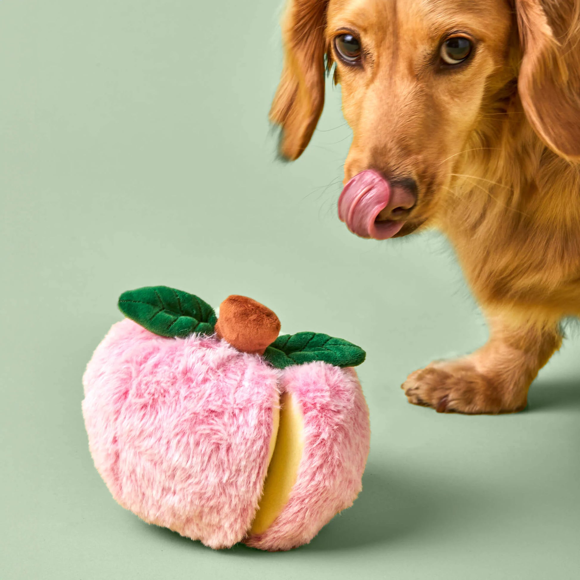 A brown dog licks its nose while standing next to The Foggy Dog’s Apple Interactive Snuffle Dog Toy, which features a hidden treat pocket, on a light green background.