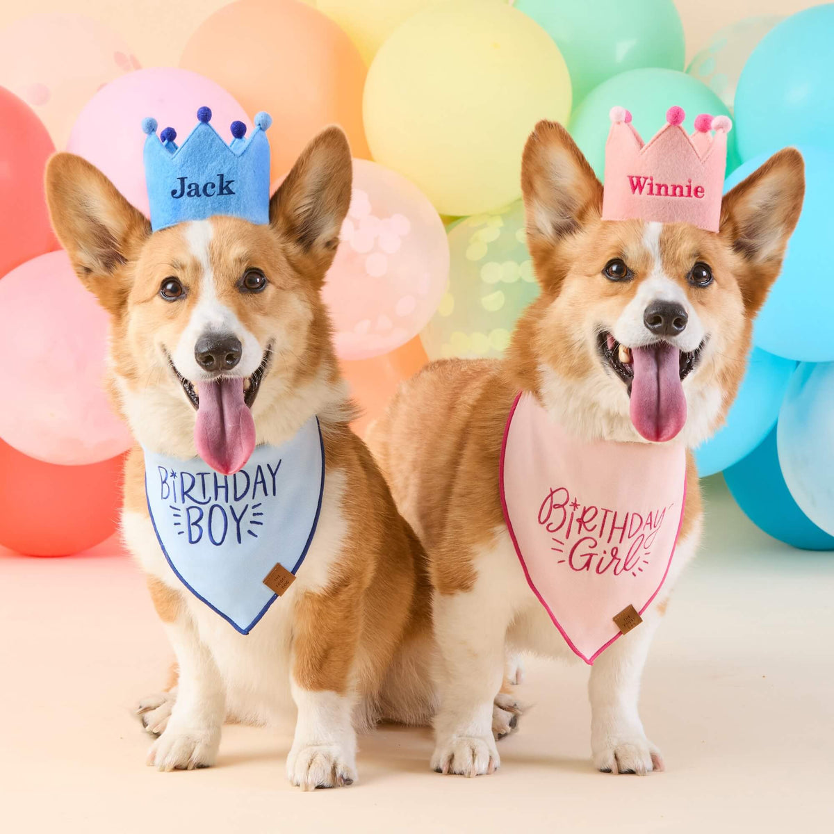 Two corgis, each wearing festive birthday hats and a personalized “Birthday Girl Embroidered Dog Bandana” from The Foggy Dog, sit in front of colorful balloons—making this keepsake pet accessory the perfect choice for any celebration.