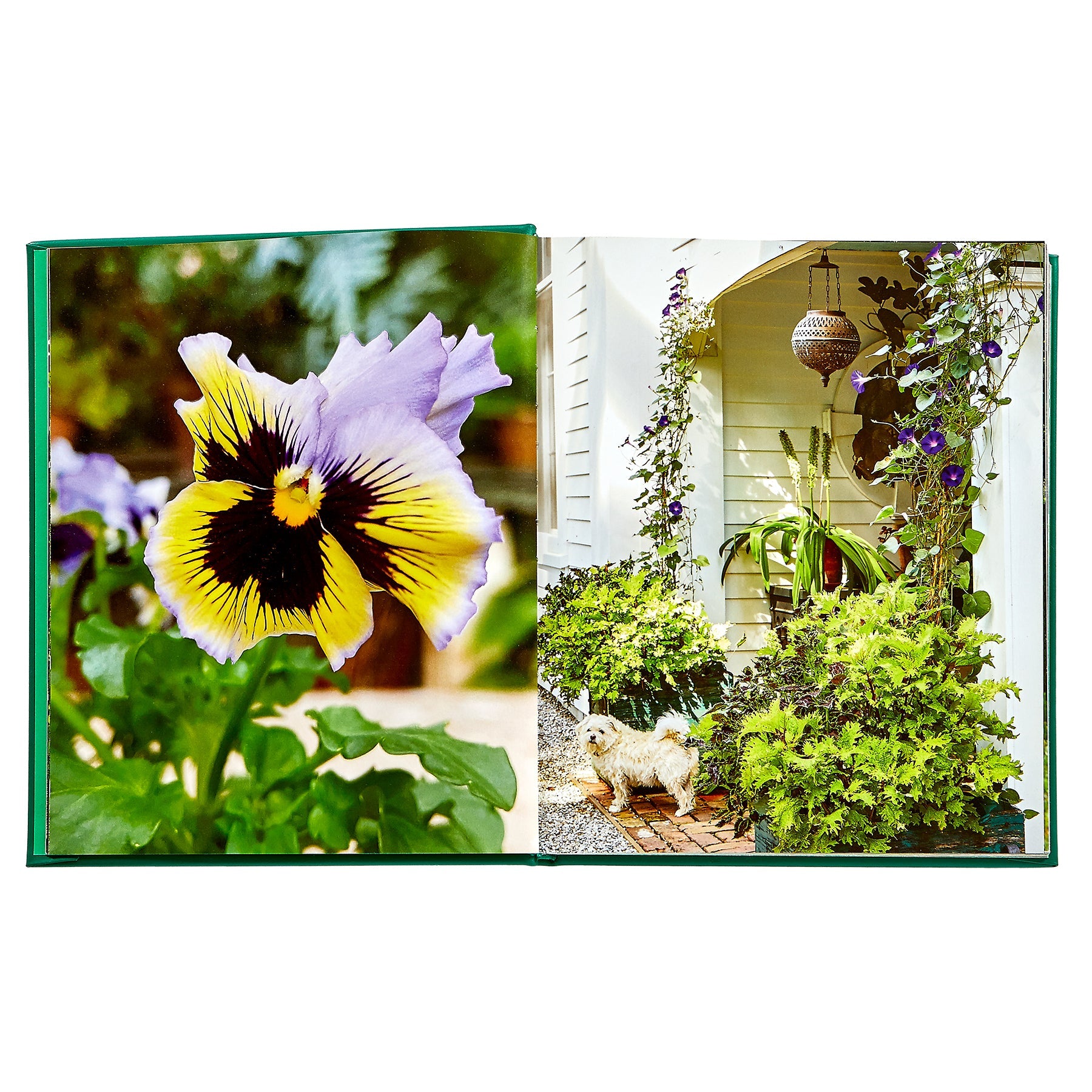 Open Bunny Williams: A Life In The Garden, Leather Bound by Graphic Image to a close-up of a yellow and purple pansy on one page, with lush gardens and a small white dog near an 18th-century manor on the opposite page.