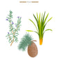 Botanical illustration of rosemary sprigs, a cedar cone, and vetiver grass, labeled “Blue World, Rosemary - Cedar - Vetiver,” the centerpiece of a Baobab Collection Halona Blue World Candle.