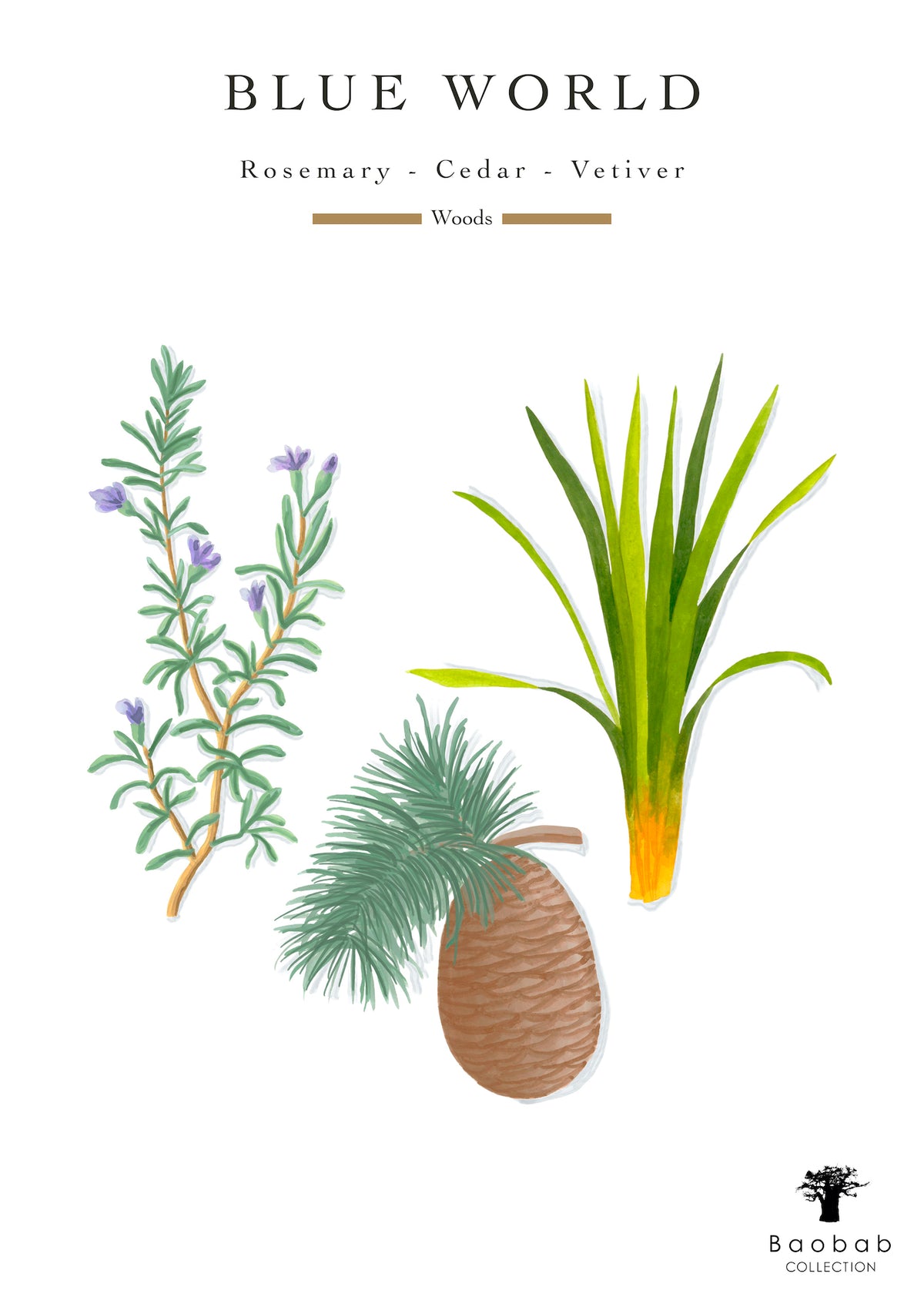 Botanical illustration of rosemary sprigs, a cedar cone, and vetiver grass, labeled “Blue World, Rosemary - Cedar - Vetiver,” the centerpiece of a Baobab Collection Halona Blue World Candle.