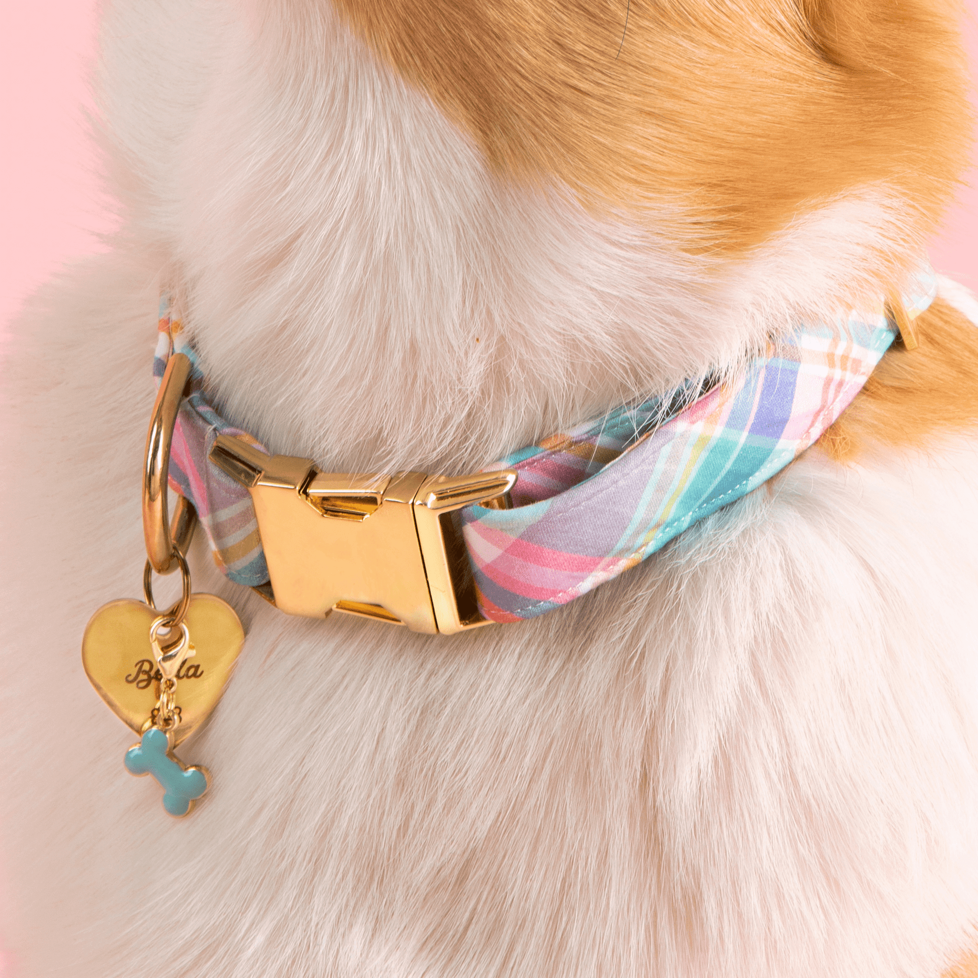 Close-up of a dog wearing a pastel plaid collar with a gold clasp and two tags: an engraved heart and Foggy Dog's Blue Bone Collar Charm finished in blue enamel.