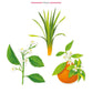 Illustration of a green leafy plant, an orange fruit with blossoms, and a flowering branch, labeled "Baobab Collection Pearls Coral Candle"—inspired by Baobab’s scent with neroli, petit grain, and vetiver notes.