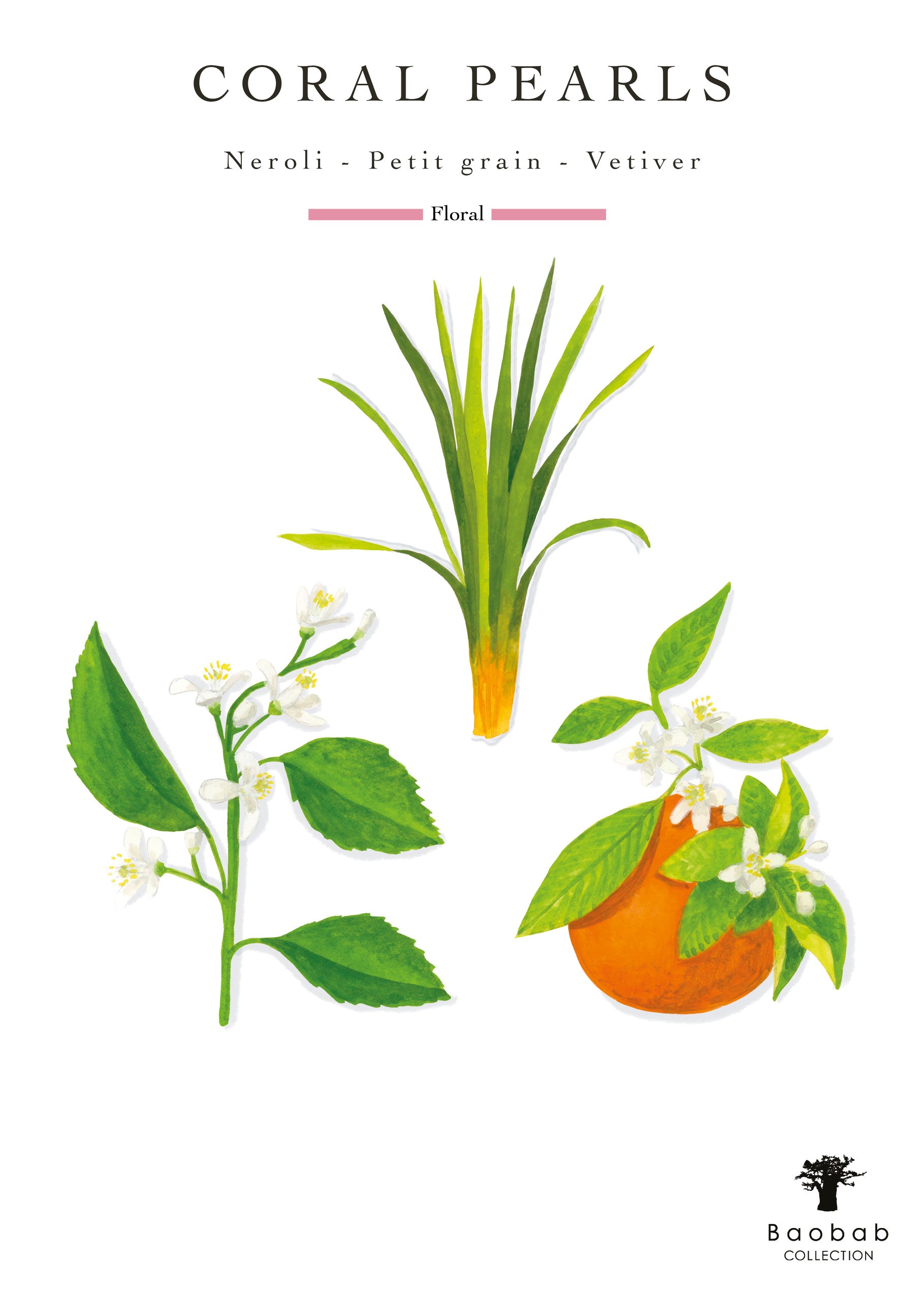 Illustration of a green leafy plant, an orange fruit with blossoms, and a flowering branch, labeled "Baobab Collection Pearls Coral Candle"—inspired by Baobab’s scent with neroli, petit grain, and vetiver notes.
