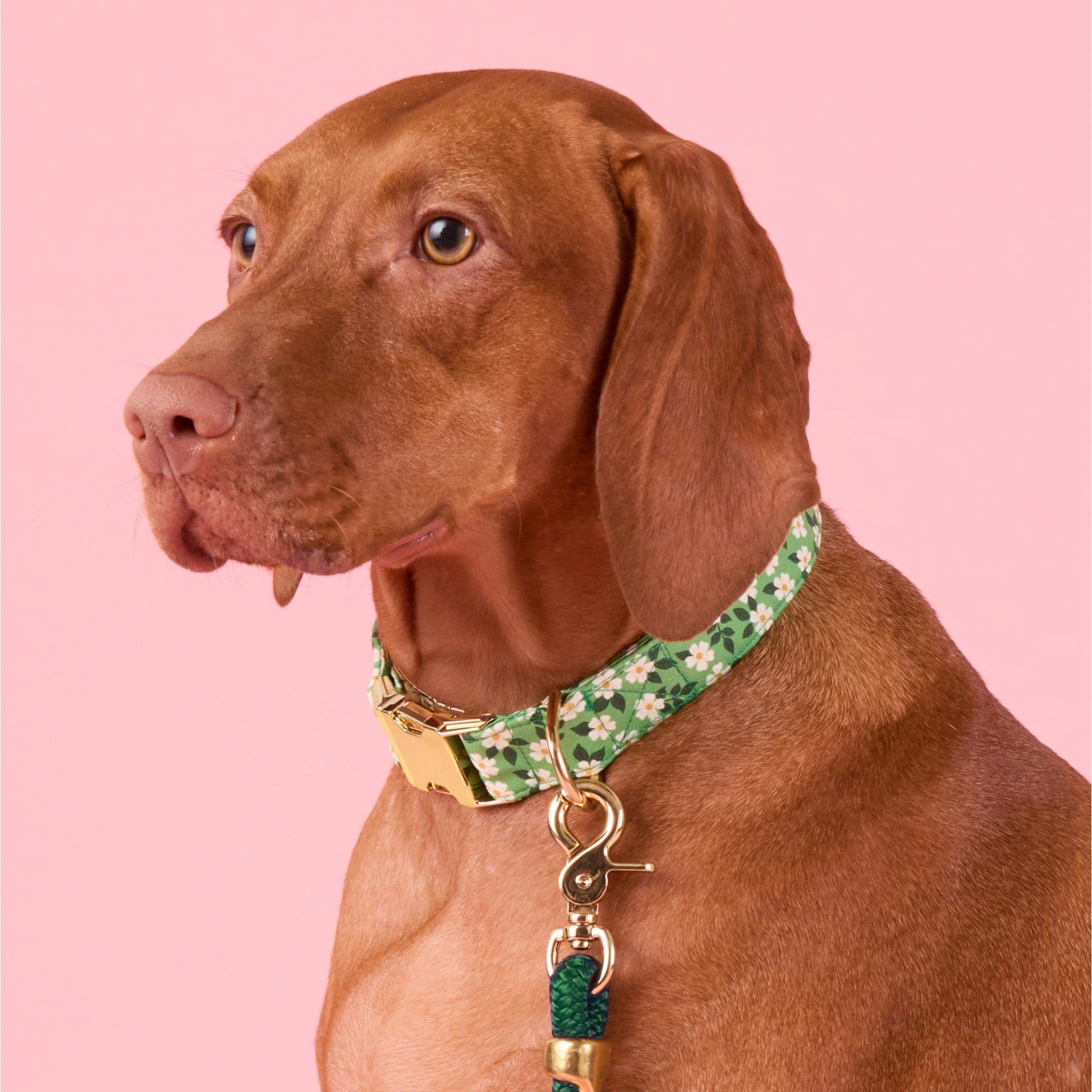 A brown dog wears The Foggy Dog's Dainty Daisies Dog Collar with matching leash, sitting against a solid pink background.