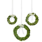 The Preserved Boxwood Wreath Collection by Park Hill Collection features three wreaths of various sizes, each with a white ribbon and bow, their lush greenery bringing refined elegance to any plain white backdrop.