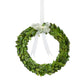 The Park Hill Collection Preserved Boxwood Wreath Collection features green wreaths made from preserved boxwood leaves, hung with a white ribbon and bow—perfect for decorative use against a white background.