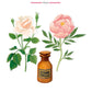 Illustration of an eternal rose and peony with a bottle labeled "Musk" below. Text reads "Baobab Eden Garden Candle – Rose, Peony, Musk – Floral.