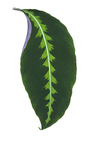 A single green leaf with lighter zigzag markings along the central vein, isolated on white—reminiscent of classic Swedish Botanicals—featured in Ornis Gallery - English Leaves 8217 by Ornis Gallery.