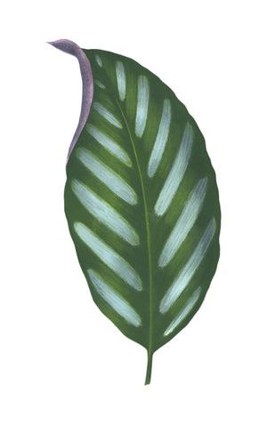 English Leaves 8226 by Ornis Gallery features a single green leaf with light blue stripes and a touch of purple on the upper left edge, inspired by Swedish Botanicals on a white background.
