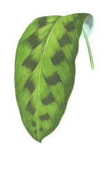 English Leaves 8232 by Ornis Gallery features a green leaf with dark, oval spots and a central vein, its short stem curling upward—perfect for display or pairing with Swedish Botanicals on premium archival paper.