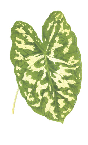 English Leaves 8243 by Ornis Gallery features a single large, heart-shaped green leaf with striking light yellow variegation on a white background, evoking the elegance of classic botanical art.