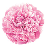 A detailed illustration from the Peony Collection by Hester & Cook features a painted pink peony in full bloom on a white background—ideal for adding elegance to garden parties or bridal brunch décor.