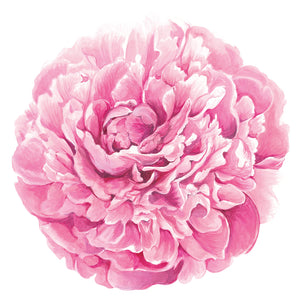 A detailed illustration from the Peony Collection by Hester & Cook features a painted pink peony in full bloom on a white background—ideal for adding elegance to garden parties or bridal brunch décor.
