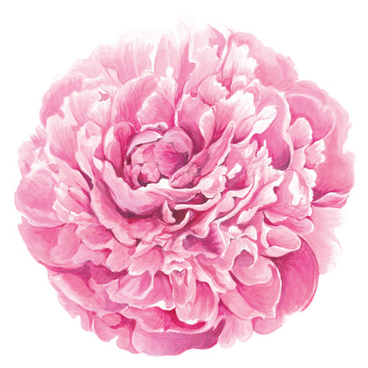 A detailed illustration from the Peony Collection by Hester & Cook features a painted pink peony in full bloom on a white background—ideal for adding elegance to garden parties or bridal brunch décor.