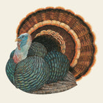 Illustration of a wild turkey with a striking fanned brown and orange tail, blue and red head, and layered iridescent green and brown feathers on its body—a timeless design from Hester & Cook’s Heritage Turkey Collection, perfect for adding elegance to your seating assignments.