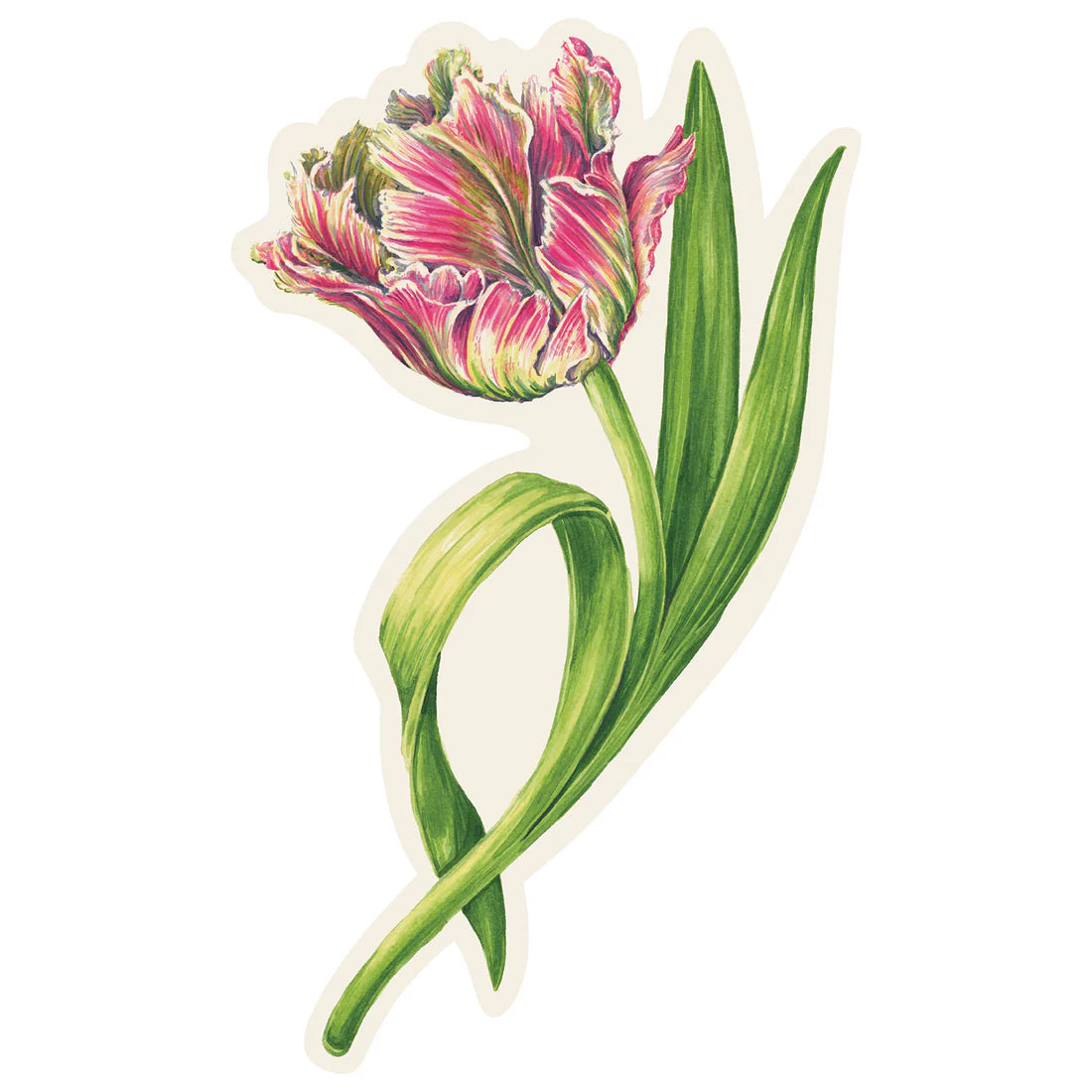 Illustration of a single pink and green parrot tulip with ruffled petals and slender leaves on white—a bright touch for spring tables, part of the Hester & Cook Parrot Tulip Place Setting Collection.