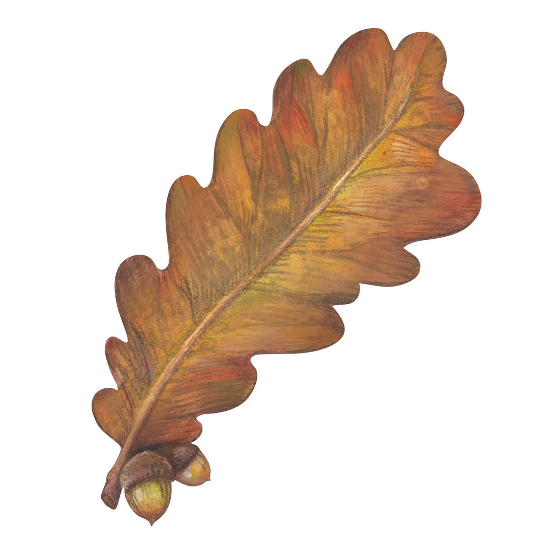 Part of the Autumn Leaves Collection by Hester & Cook, this illustration features a brown oak leaf with two acorns at the base, highlighted in rich fall colors and evoking an autumnal vibe, all set against a white background.