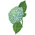 Elegant illustration of a light blue hydrangea cluster with two green leaves from the Hydrangea Collection by Hester & Cook—perfect for an elegant table setting or telling your own Hydrangea Story.