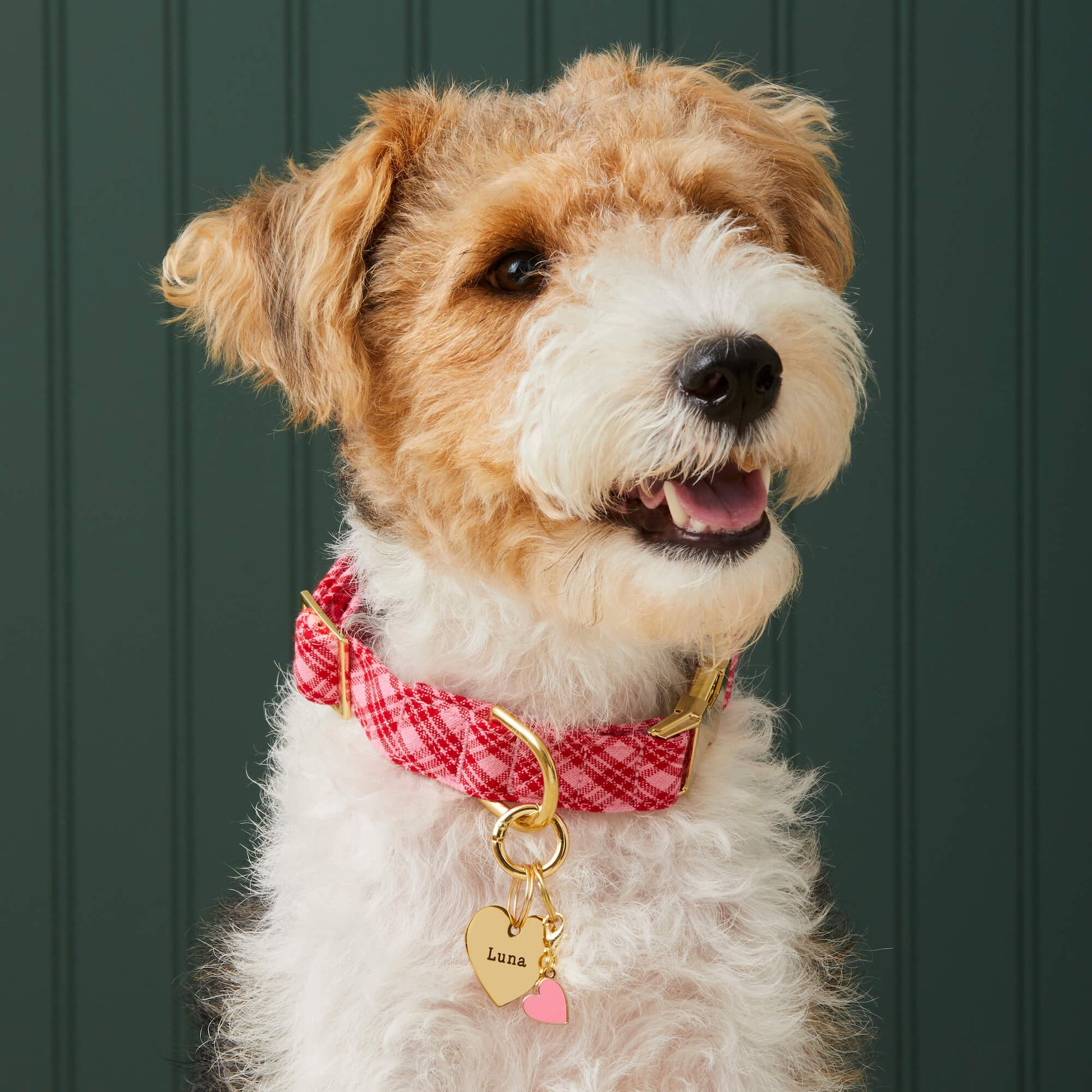 A brown and white dog wearing Foggy Dog's Heart Collar Charm sits in front of a dark green paneled wall.