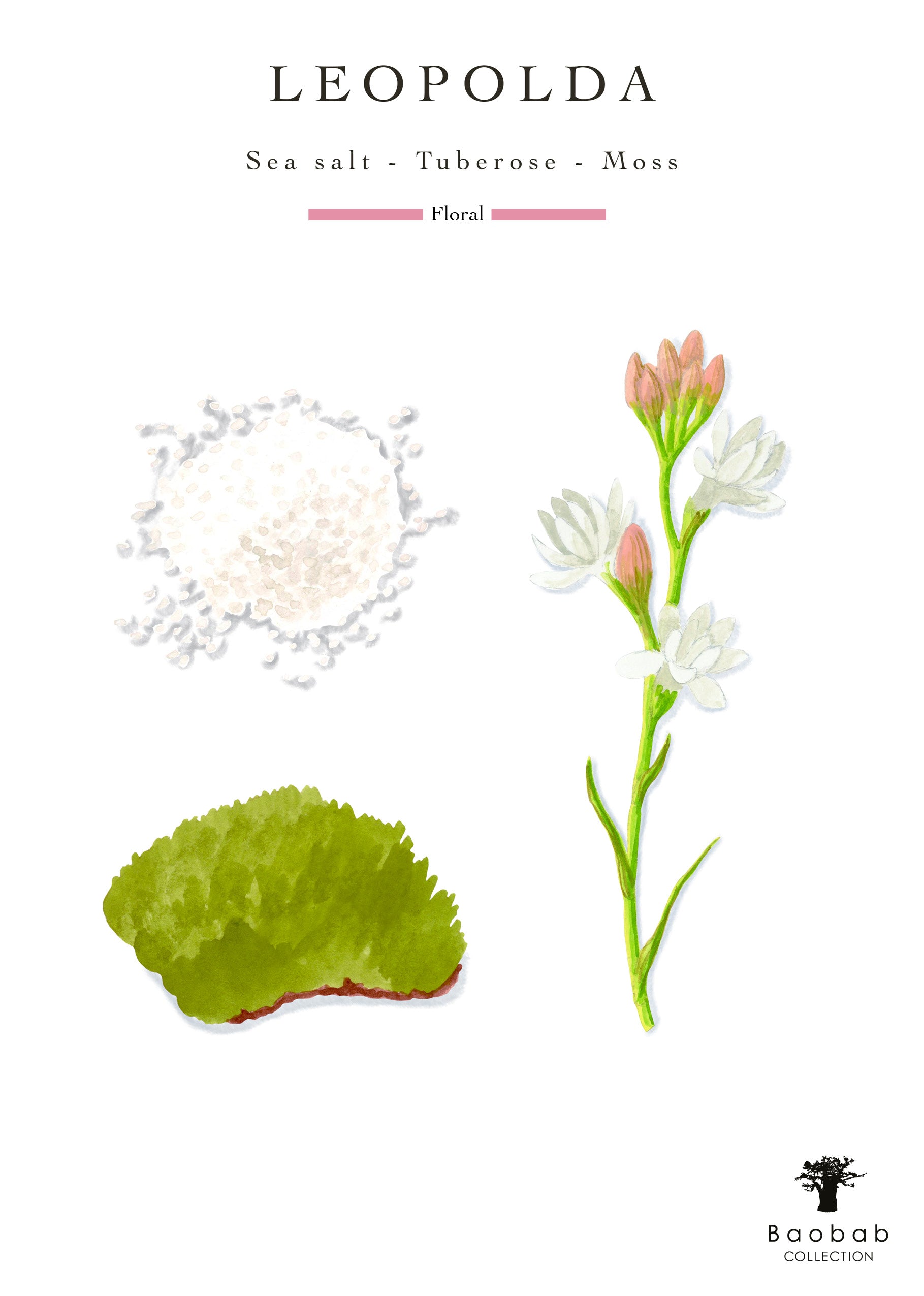 Illustration of sea salt crystals, a tuberose flower, and moss represents the scent profile—sea salt, tuberose, and moss—of the Baobab Collection Riviera Leopolda Candle by Baobab, inspired by the French Riviera.