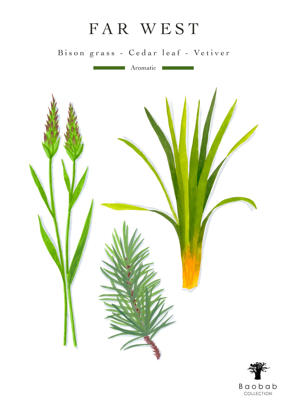 Botanical illustration of bison grass, cedar leaf, and vetiver on the Baobab Collection Far West Candle, with “FAR WEST” and scent notes listed above.