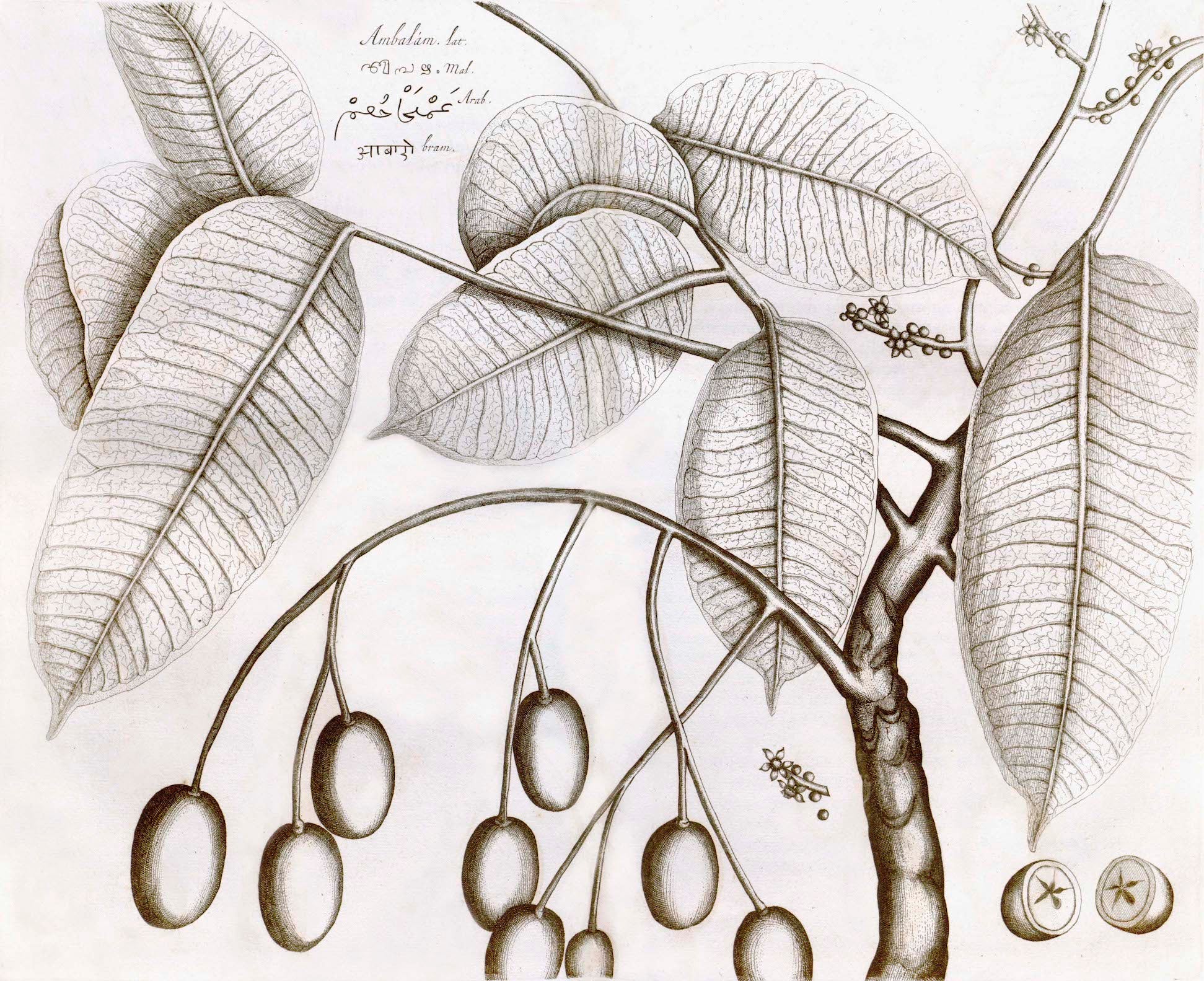 From the Ornis Gallery - Malabar Garden Collection, this archival print features a detailed monochrome line art of a tree branch with large leaves and clustered oval fruits, plus handwritten notes inspired by classic Indian botanicals.