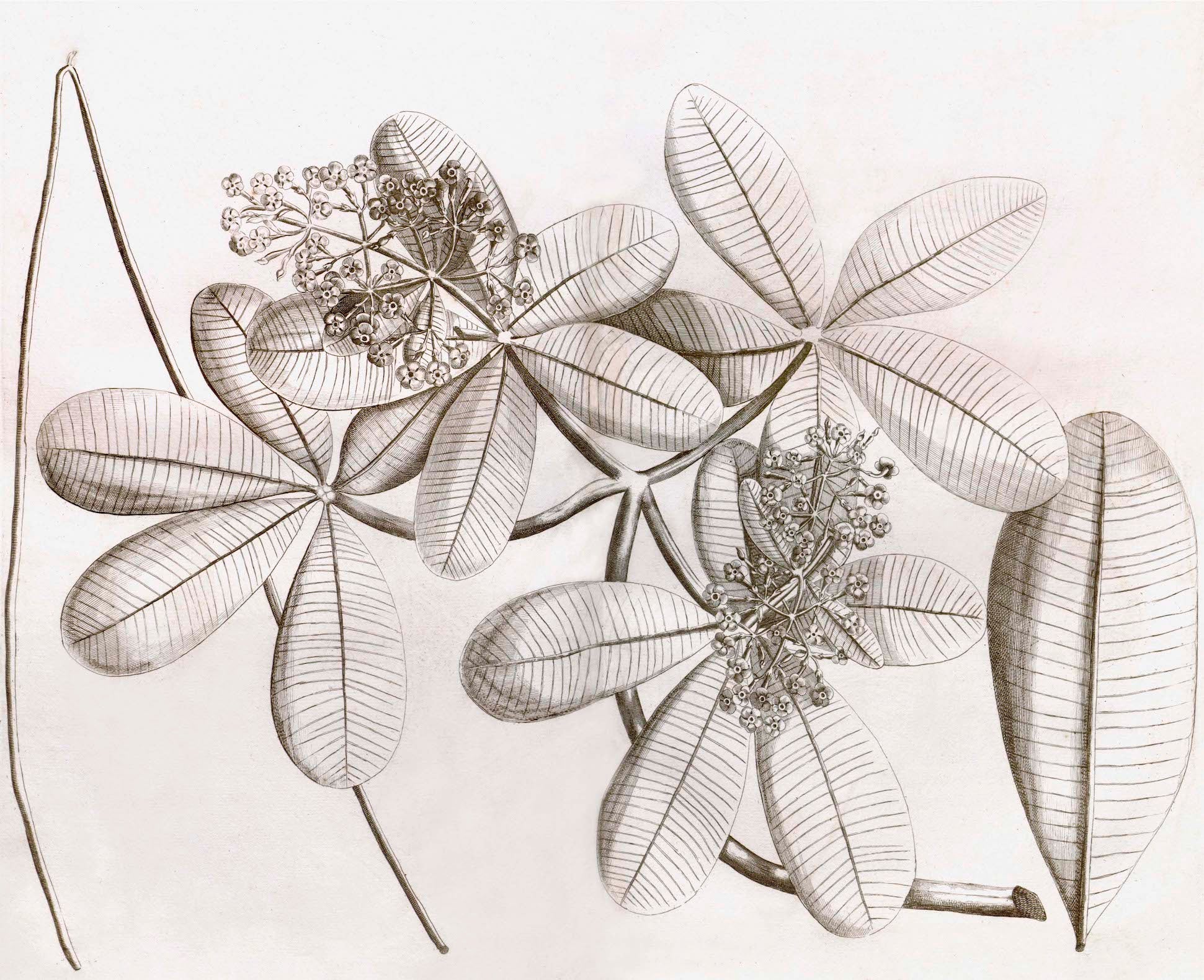 The Ornis Gallery - Malabar Garden Collection features a detailed pencil drawing of a plant with broad, ribbed leaves and floral clusters, inspired by Indian Botanicals and rendered in delicate sepia tones on archival paper.