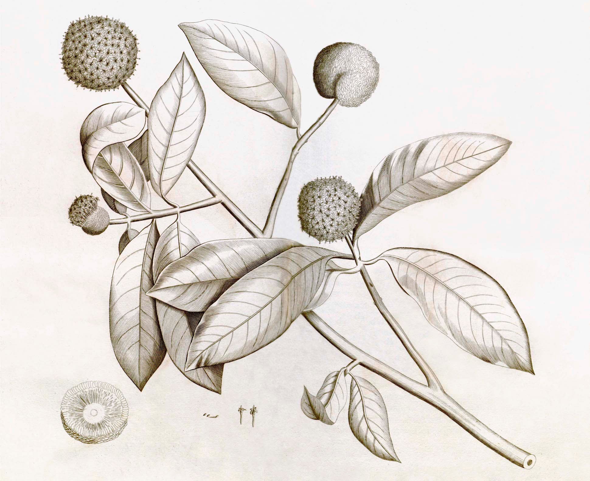 A detailed botanical illustration from Ornis Gallery's Malabar Garden Collection depicts a branch with large leaves and round flower heads, including a cross-section and small structures, inspired by Indian botanicals in warm sepia tones.