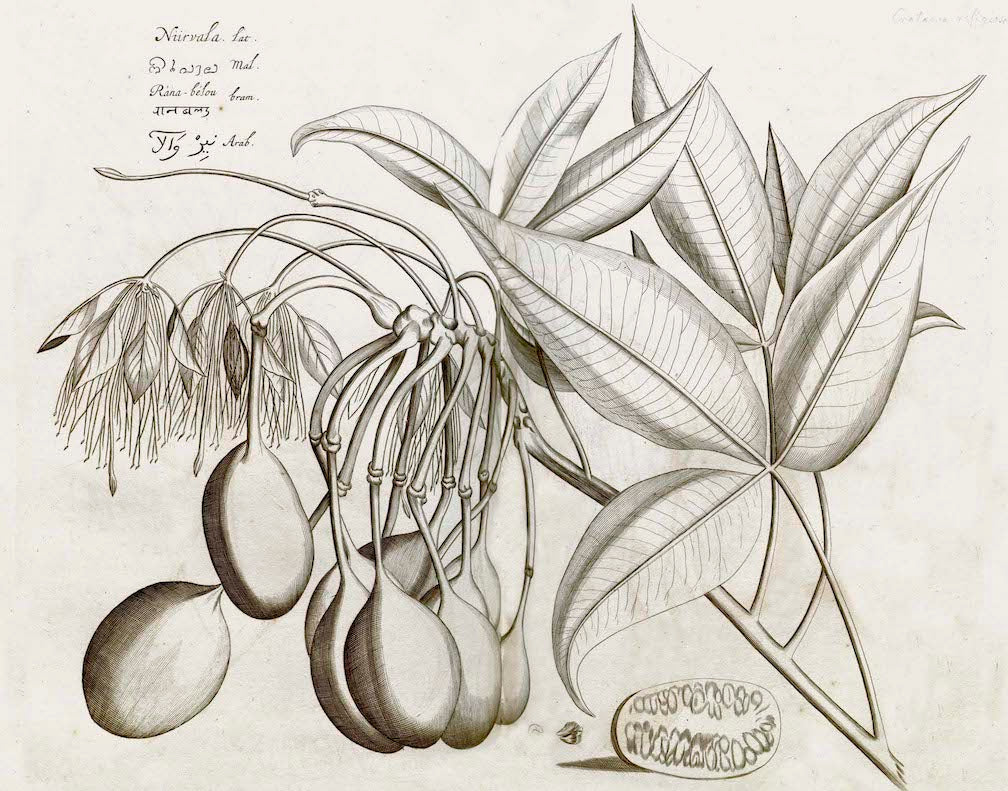 The Ornis Gallery - Malabar Garden Collection features black and white botanical art of Indian plants with large leaves, hanging oval fruits, flowers, seed cross-sections, and handwritten notes reminiscent of archival documents.