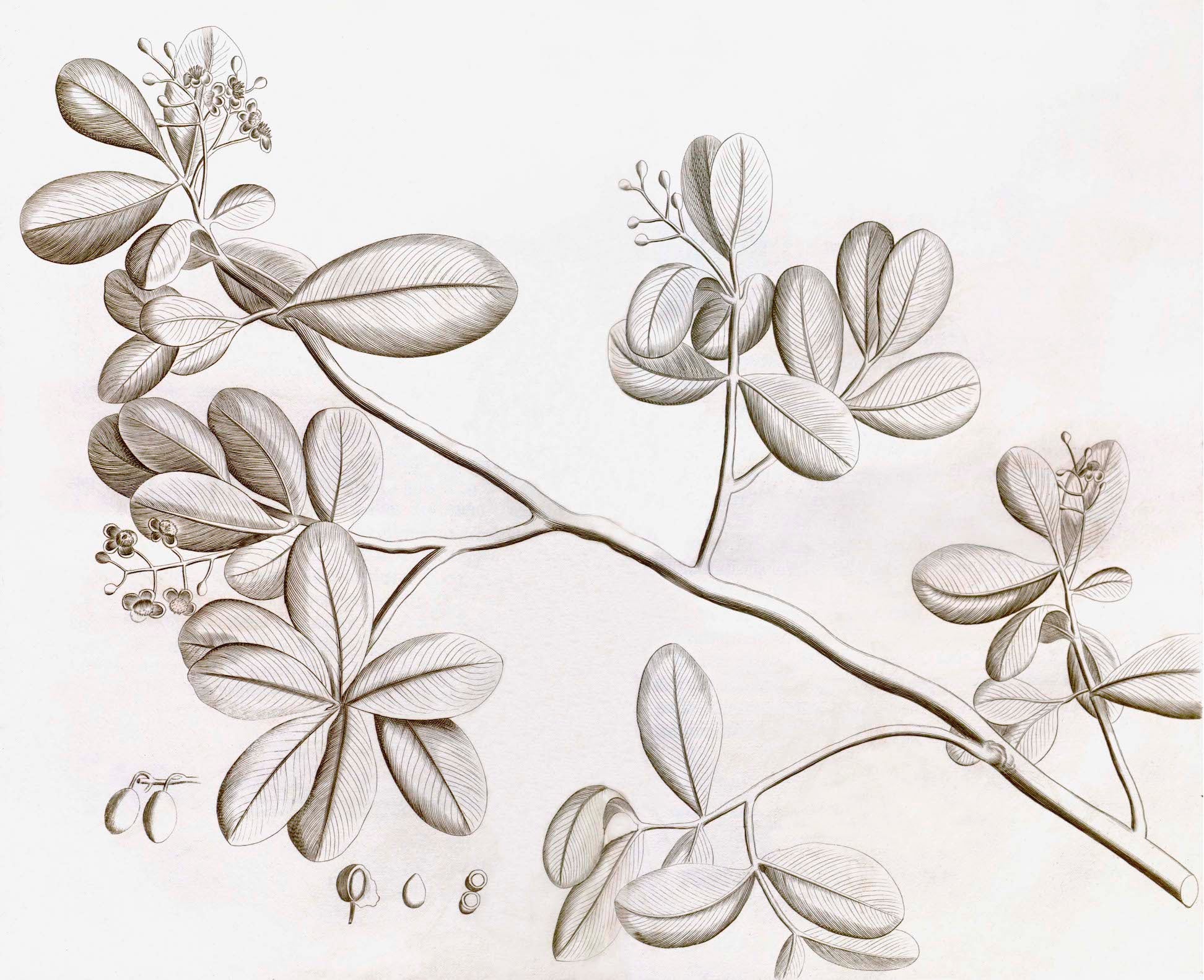 Inspired by Indian botanicals, this black-and-white illustration from Ornis Gallery’s Malabar Garden Collection depicts a plant branch with clusters of oval leaves, small buds, and round fruits.