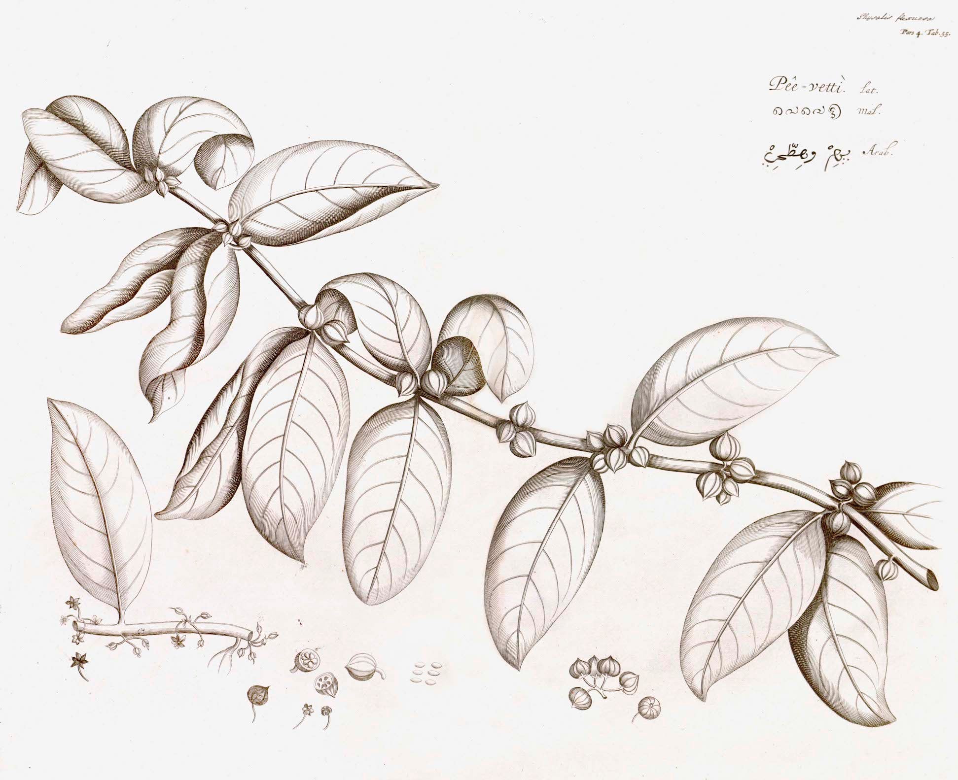 Black and white botanical illustration from Ornis Gallery’s Malabar Garden Collection, featuring a branch with elongated leaves, small buds, and labeled flower and seed diagrams, inspired by Indian Botanicals.