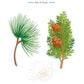 Illustration of maritime pine and cypress branches with cones, plus sea salt, labeled "Miami." Features sea salt fragrance notes from the Baobab Collection Miami Body Wellness Collection by Baobab.