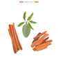 An illustration of cinnamon sticks, green almond fruit with leaves, and cedarwood pieces, labeled "Mankono," with woody spicy fragrance notes—an homage to Baobab Collection Sacred Trees Mankono Candle and African textile printing.
