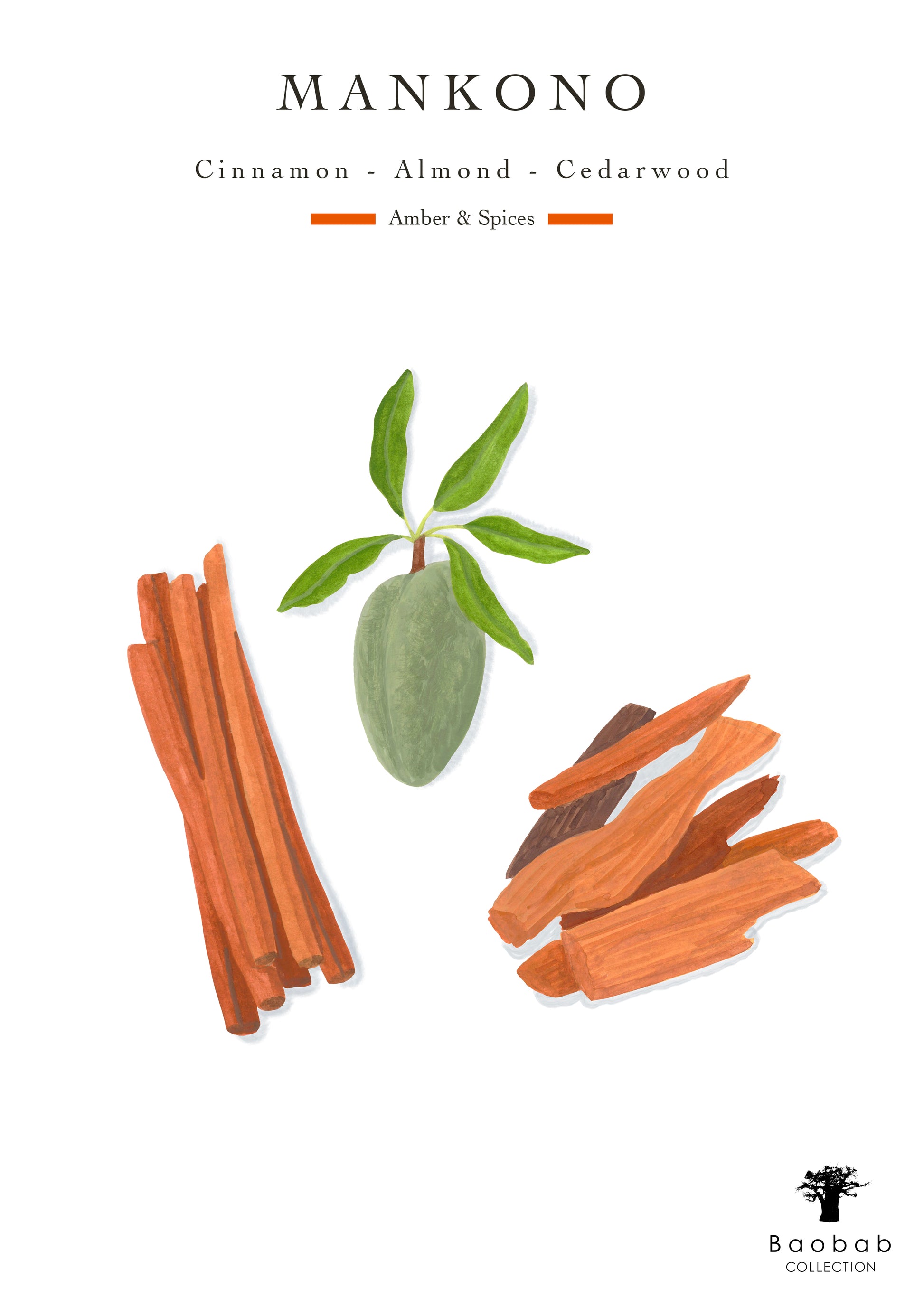 An illustration of cinnamon sticks, green almond fruit with leaves, and cedarwood pieces, labeled "Mankono," with woody spicy fragrance notes—an homage to Baobab Collection Sacred Trees Mankono Candle and African textile printing.